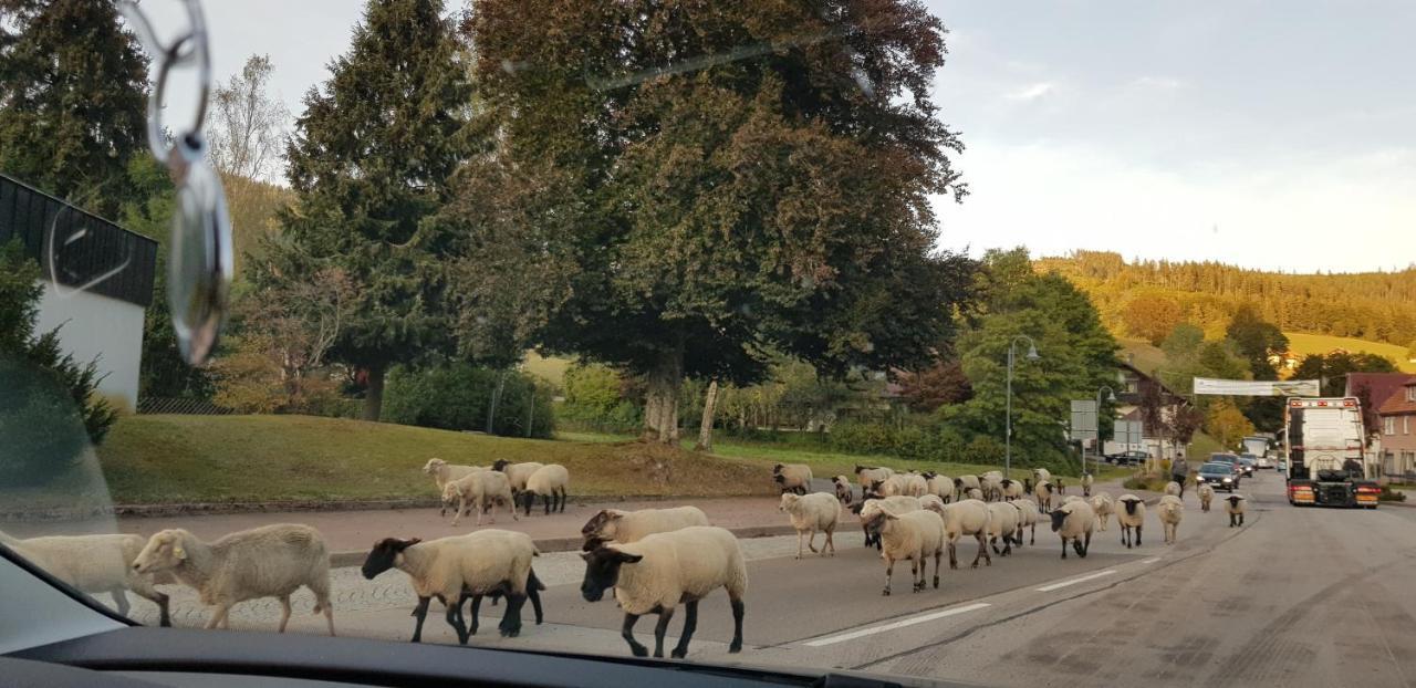 Ferienwohnung "Hirschlein" Im Schwarzwald بيرسبرون المظهر الخارجي الصورة
